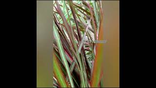 dracaena marginata plant crotons plant uppupettai arcot [upl. by Hussey988]