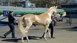 This rare and beautiful breed of horse has a stunning coat [upl. by Ainezey508]