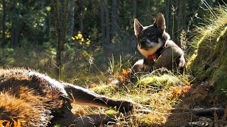 Ståndskall i Småland [upl. by Rochette262]