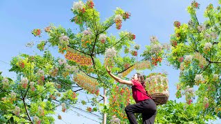 Harvesting Chinaberry fruit is pretty  How to cook delicious Chinaberry Goto market sell [upl. by Amitak]