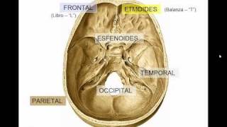 GENERALIDADES DE CRANEO [upl. by Lorita]