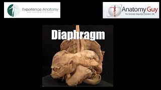 The Diaphragm  plastinated specimen [upl. by Milburn732]