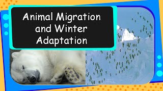 Science  Animal migration and winter adaptations  English [upl. by Northey]