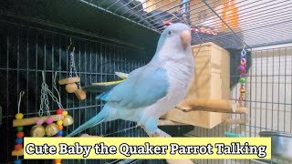 Monk parakeet talking  Quaker Parrot Talking and whistling [upl. by Xantha]