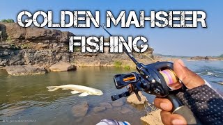 Golden Mahseer Fishing  Snakehead Fishing  wollago attu Fishing  Today is All Fishing [upl. by Southard]