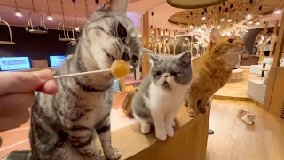 So Cute Visiting a large Japanese cat cafe in Nagoya 🐈 🥤 CAT CAFE MOCHA [upl. by Eli174]