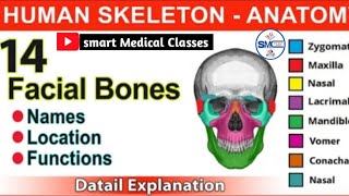 SKULL 💀 BONES  Cranial and Facial Bones  Anatomy and Physiology  Learn in  4 Minutes [upl. by Doti]