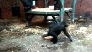 Chimps Wipeout Family Of Ducks In Mass Attack [upl. by Hobey]