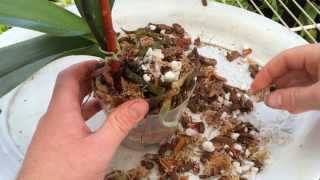 Easy Orchid Care Repotting a Phalaenopsis with Rotten Roots  Steps to save an Orchid with no roots [upl. by Dorca]