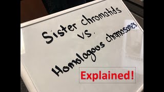 Homologous Chromosomes vs Sister Chromatids Explained [upl. by Lehrer]