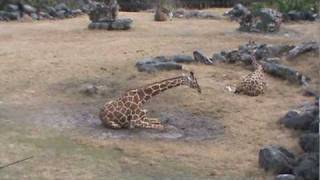 How a Giraffe Lies Down [upl. by Grissom]