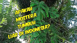 MENCARI MONSTERA DI KEBUN APAKAH ADA [upl. by Burnie]