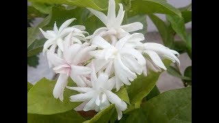 Creeper Jasmine  Mogra Propagation and Care [upl. by Lynad583]