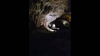 Carlsbad Caverns Huge 8acre cave amp stunning sunset bat flights touristattraction albuquerque [upl. by Ohl]