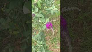 My Buddleia aka Butterly bush Gorgeous Gorgeous plant worth having 🥰 australia garden purple [upl. by Grubman474]