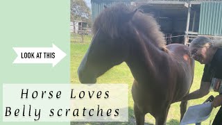 Our young horse loves belly scratches Farmyard Wellness [upl. by Beeck560]