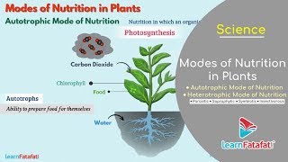 Nutrition in Plants Class 7 Science  Modes of Nutrition in Plants  Autotrophic and Heterotrophic [upl. by Buffum]