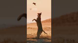 Caracal snatches a Bird Midair with an Incredible Jump animals caracal wildlife [upl. by Noivart]