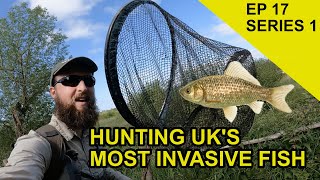 Most Invasive Fish in UK Chasing Scales Species Hunt EPISODE 17 [upl. by Elinad]