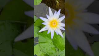 Water lily plant ☘️garden flowertypes howtogrowlotusathome shorts trend [upl. by Ailin]