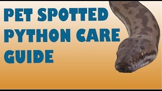 Spotted Python Care Guide [upl. by Humberto507]