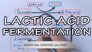 Lactic Acid Fermentation  Detailed [upl. by Derwood]