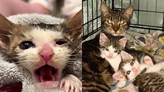 Cat Thanks Foster Mom For Saving Her Babies 🥰 [upl. by Haerle]