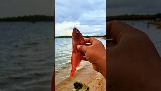 Found dead red grouperfish on the beach shorts viralvideo fish grouperfish [upl. by Yauqram201]