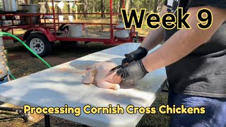 Processing Cornish Cross meat chickens  week 9 [upl. by Audrit641]