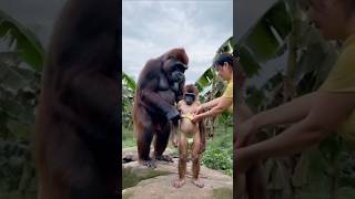 Gorilla sweet baby 🍼😍👍funny funnyanimal sorts yttrending viralvideo [upl. by Atem]