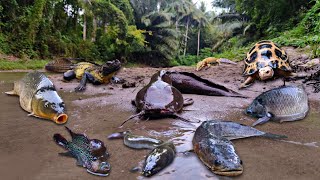 Finding Big Snakehead Fish in the River Big Catfish Goldfish Eels Turtles Iguanas Soa Layar [upl. by Ytirahs]