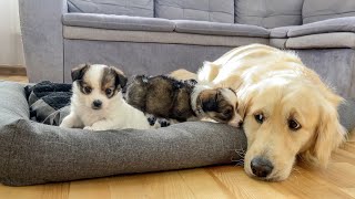 Golden Retriever Shocked by Puppies Occupying His Bed So Funny [upl. by Bernard494]