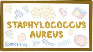 Staphylococcus aureus [upl. by Saied]