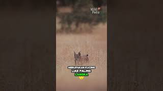 Kucing Liar Iberian Lynxx shortvideo faktaunik animals [upl. by Esil852]