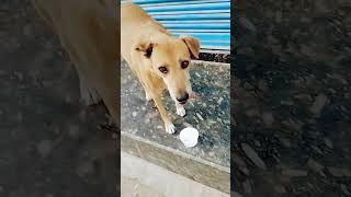 Aap ki kashish 🐶 please subscribe [upl. by Aicilra]