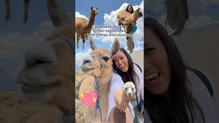 Hiking with llamas in Peru🦙🇵🇪 [upl. by Addie644]