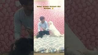 Always Protect His Brother ❤️ dog labrador pomeranian shorts youtubeshorts pets [upl. by Halyahs]