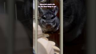 3 Things chinfluencer cute chinchilla infloofencer pets chinchillacuteness love [upl. by Aylward331]