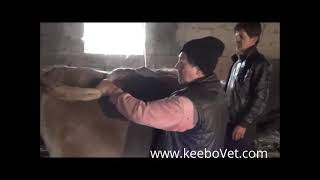 Cow Diagnosed with Luteal Cyst with RKU10 Ultrasound Machine [upl. by Jala717]