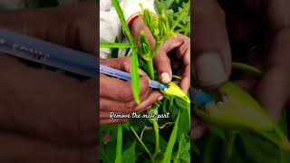 emasculation gardening agriculturist garden agriculture flowers [upl. by Yrian]