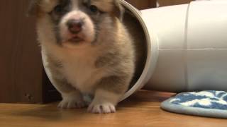 Corgi Puppies playing 4 weeks [upl. by Elletsirk732]