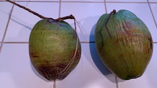 How to Grow a Coconut Palm From StoreBought Coconuts [upl. by Epul]