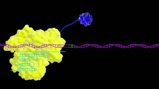 Cas9 As a Transcriptional Activator [upl. by Adnalra]