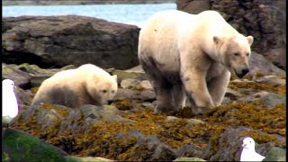 Lours polaire Documentaire  Les grands carnivores [upl. by Ronnoc]