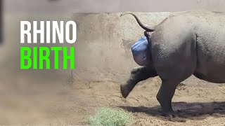 The Heartwarming Moment A Rare Baby Rhino Is Welcomed Into The World Is Captured By Zookeepers [upl. by Ancilin]