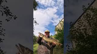 16s Hecht Livebiss fishing fish hecht hechtangeln spinnfischen nature angeln angel esox [upl. by Dasha712]