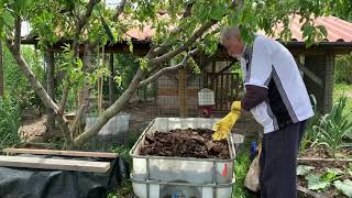 Alimentazione periodica dei Lombrichi in vasca grande [upl. by Lanita]