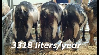 10 Best Goats For Milk  Top Goats Breeds [upl. by Renelle]