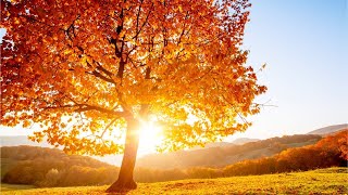 Beautiful Relaxing Hymns Peaceful Instrumental Music quotGolden Autumn Morning Sunrisequot By Tim Janis [upl. by Laurinda]