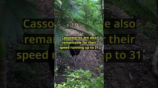 Why Cassowaries Are Natures Deadliest Birds [upl. by Mayce]